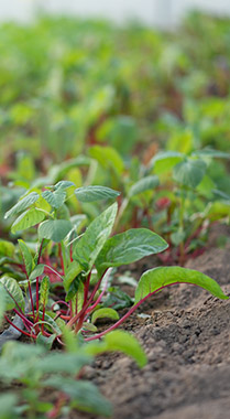 有機(jī)農(nóng)業(yè)