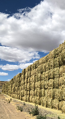 國(guó)際貿(mào)易